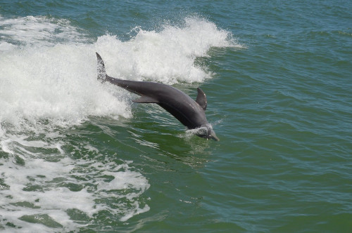 Sökandet efter delfinerna
