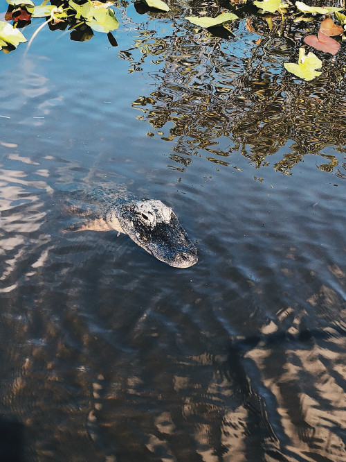 Alligatorer