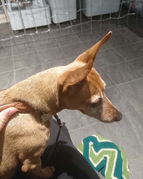 Livet med hund går upp och ner...