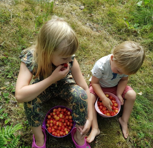 Odla med barn -skördeglädje