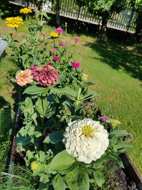 Bästa samodlingsblomman - zinnia