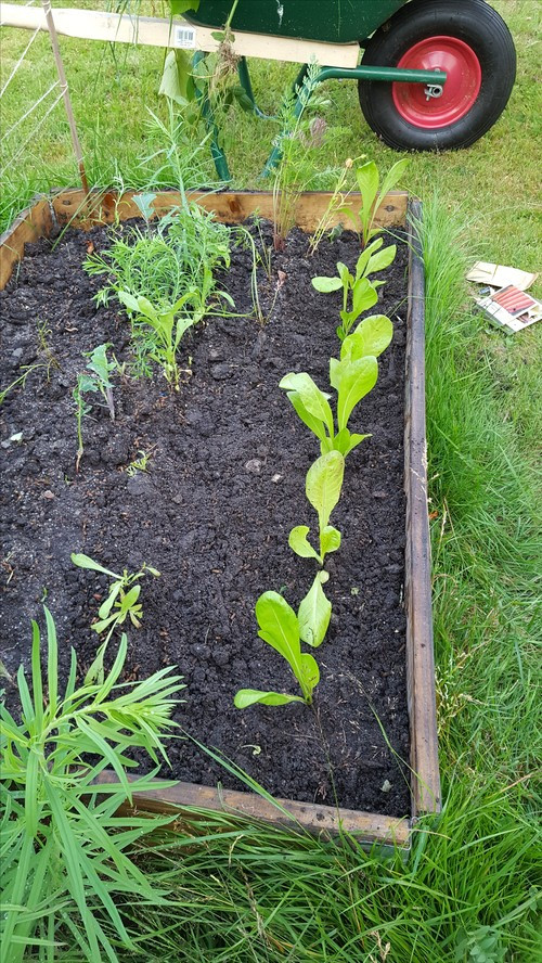 Värt att så i juli