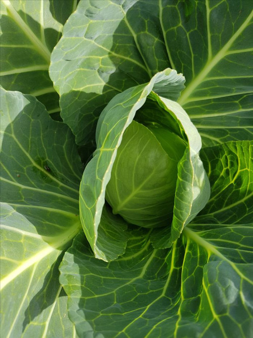 Torktålig kålplantering