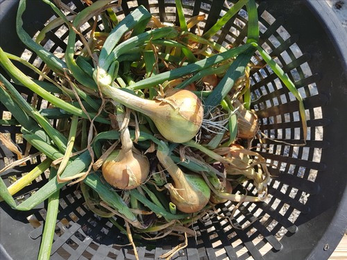 Älskade lök- lätt att lagra