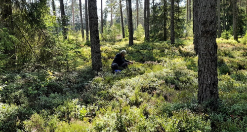Måndag 15 augusti. Hett i blåbärsskogen...