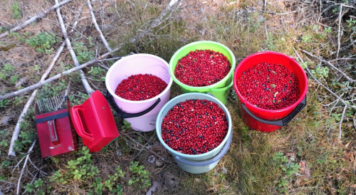 Torsdag 8 september. Bilder i bärplockartider...
