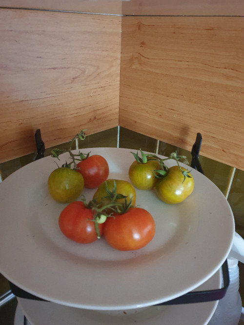 Tomat-utdelning