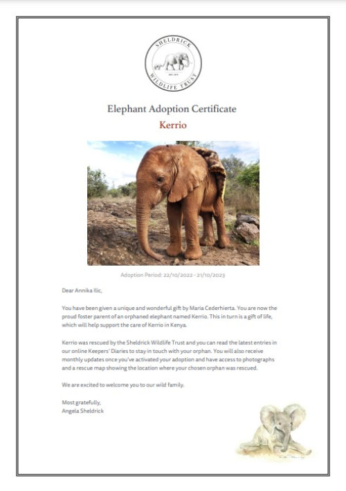 2022-10-22 Förlängd adoption av elefantflickan Kerrio!