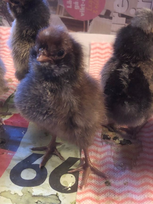 7 kycklingar