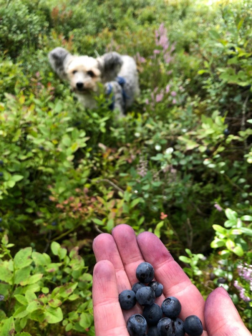 Blåbärsplockning och bokläsning! ❤️
