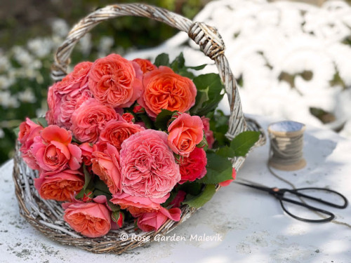 fler FRANSKA rosor ~ more FRENCH roses