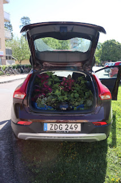 Hela bilen full med växter