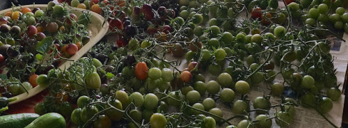 I år är tomaterna...gröna