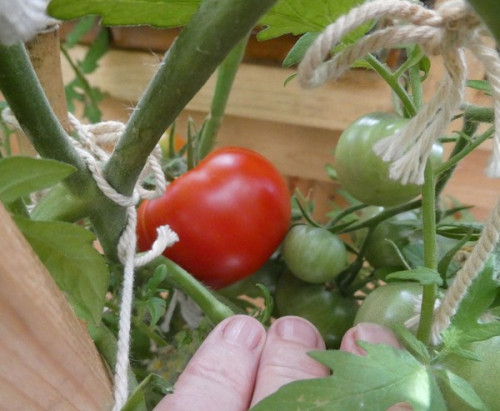 Första tomaten mogen i växthuset i år!