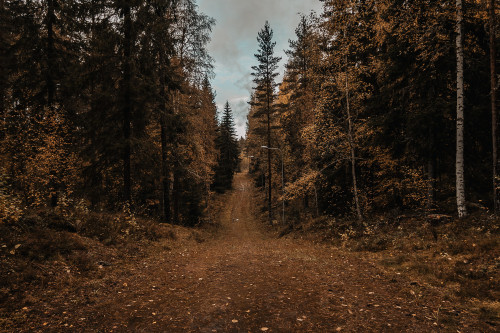 En promenad i skogen ger så mycket