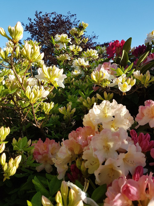Rhododendronen blommar
