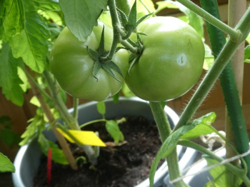 Tomaterna i växthuset juli 22