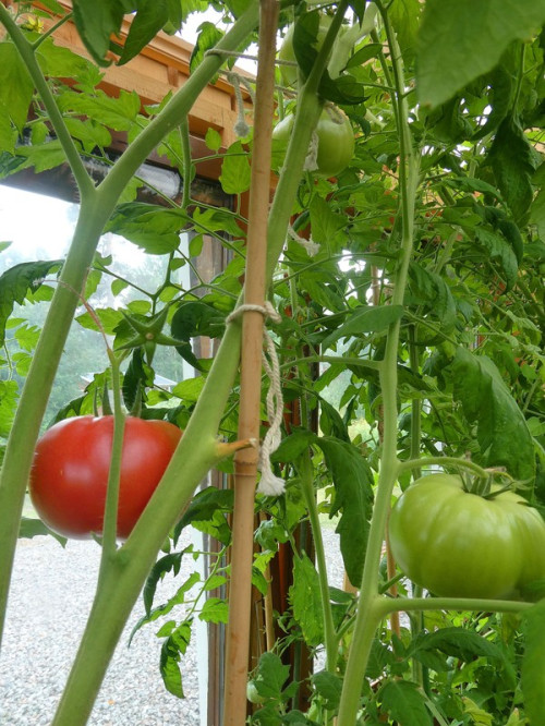 Läget med tomater i växthuset