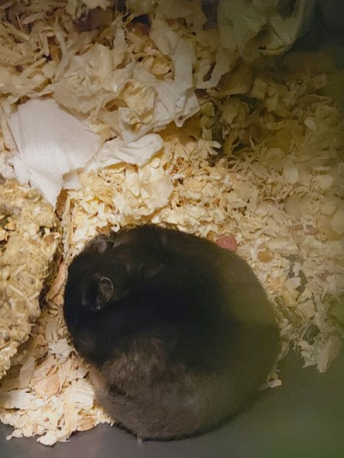 Min hamster Jesper