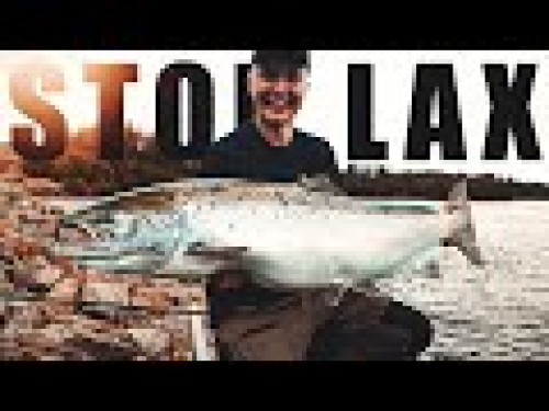 Bergeforsen | Film från killarna på Bollstafisket där de fiskar lax i älven!
