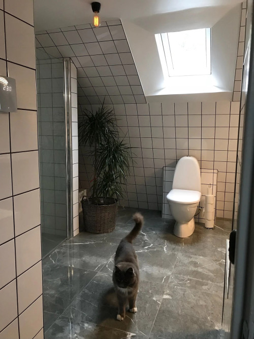 Renovering av toalett/badrum