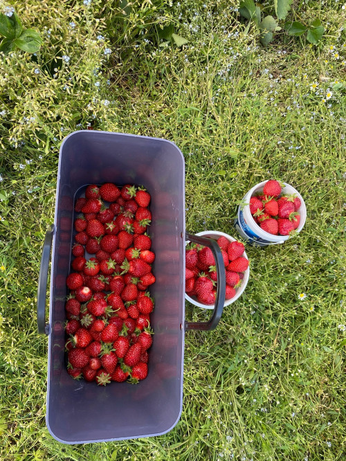 Självplock av jordgubbar