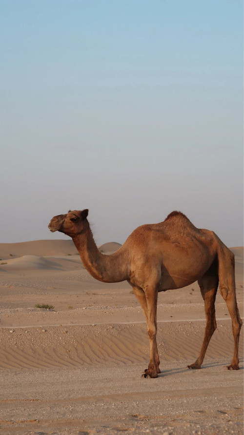 Frigående kameler!!