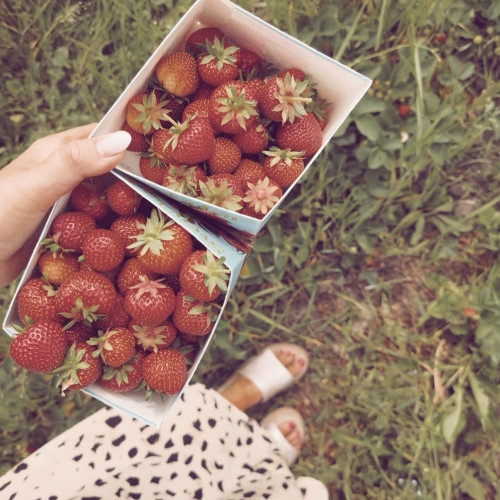 Självplock av jordgubbar